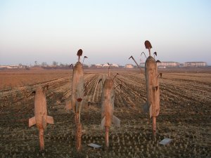 Daechuri, campos de arroz alrededor de base USA