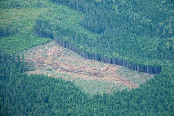 deforestacion