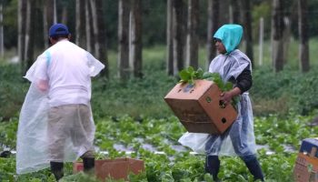 Trabajadores migrantes
